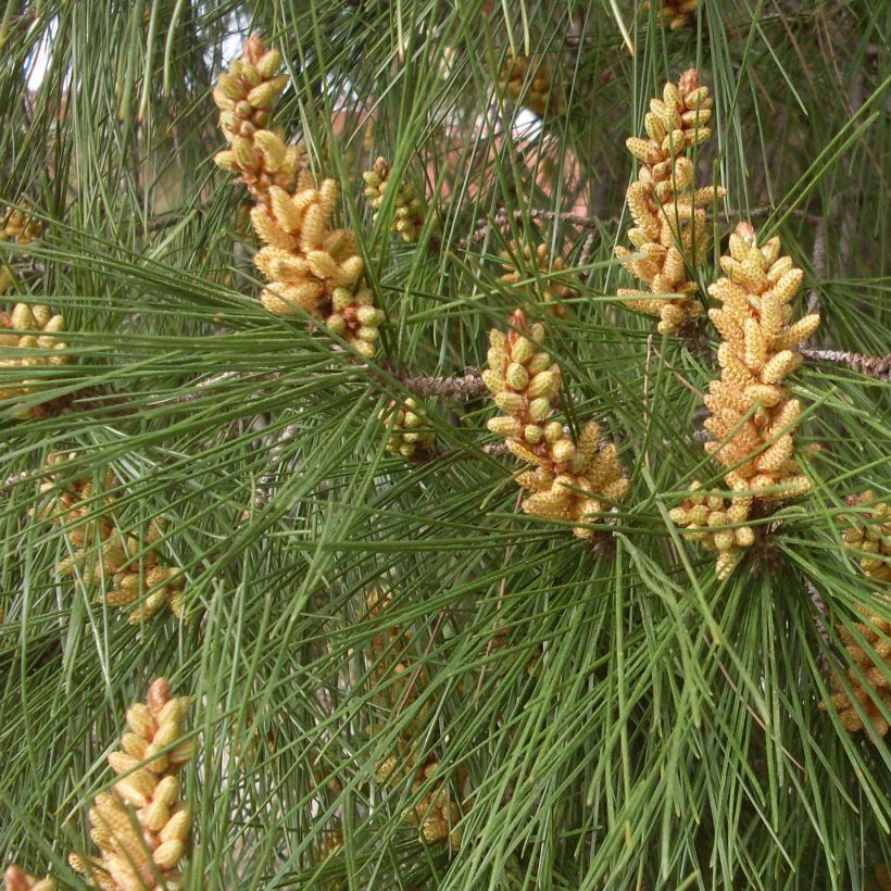 Pinus pinea - Pino domestico (Fogliame)