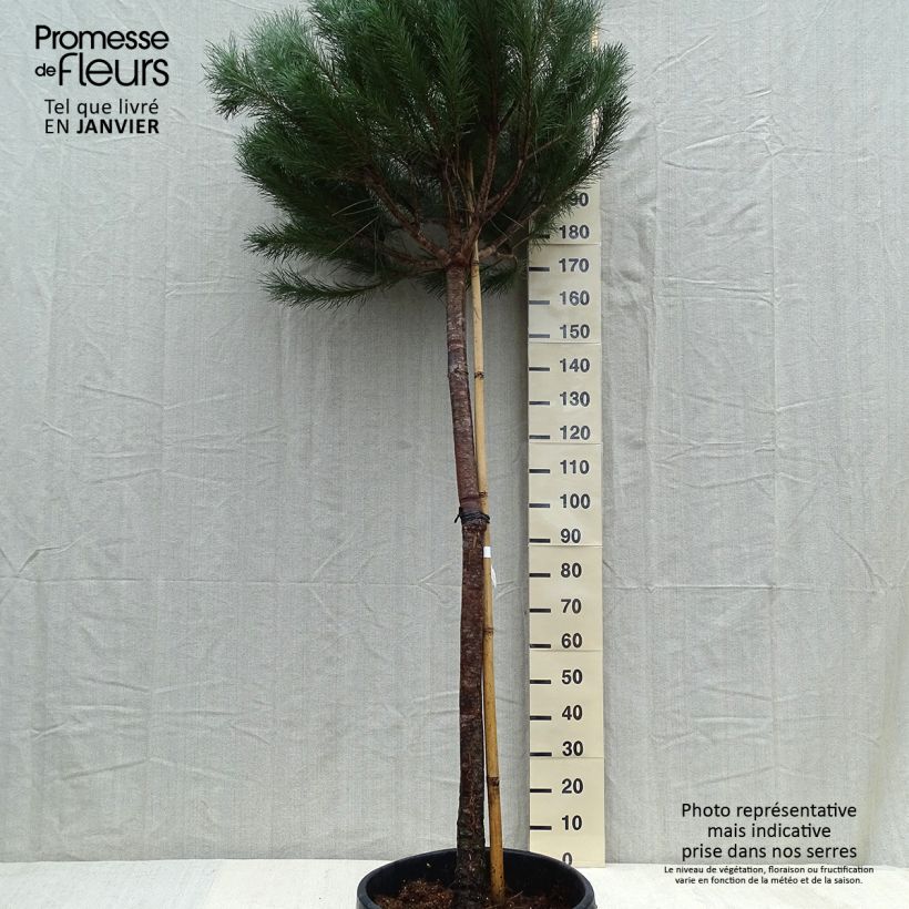 Pinus pinea - Pin parasol en pot hauteur 175/200, diamètre de tige 12/14 esemplare consegnato in inverno