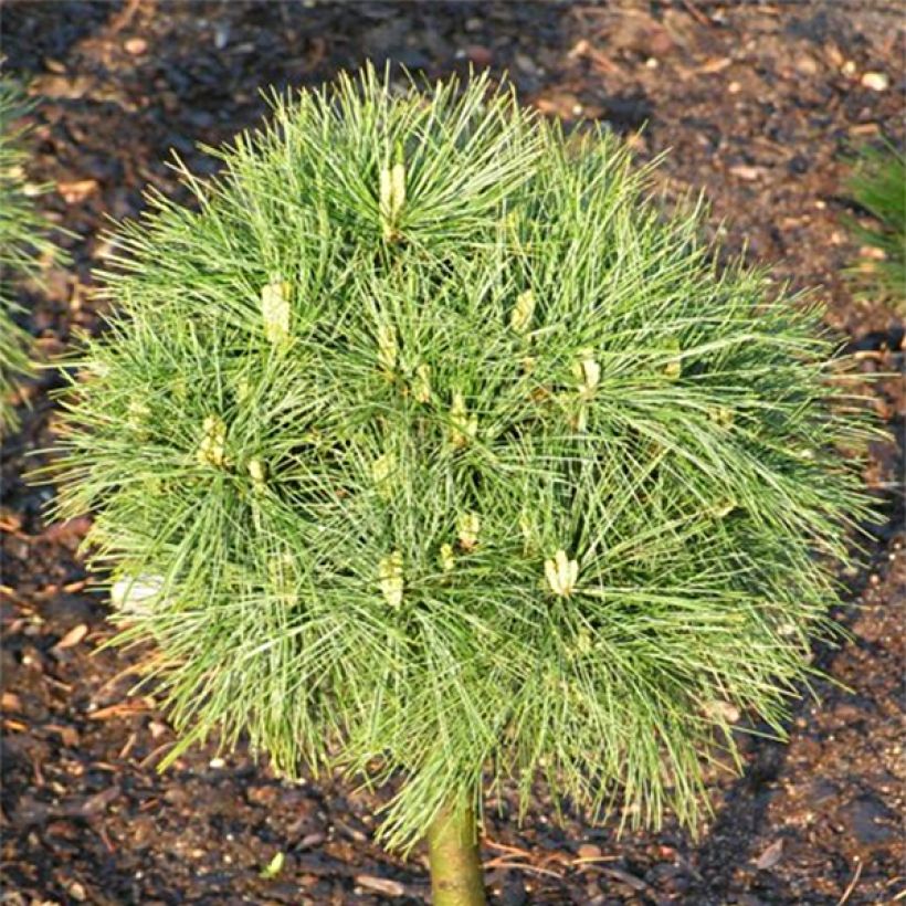 Pinus strobus Greg - Pino strobo (Fogliame)