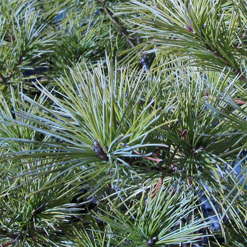 Pinus strobus Horsford - Pino strobo (Fogliame)