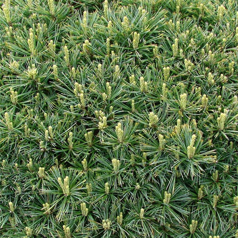 Pinus strobus Minuta - Pino strobo (Fogliame)