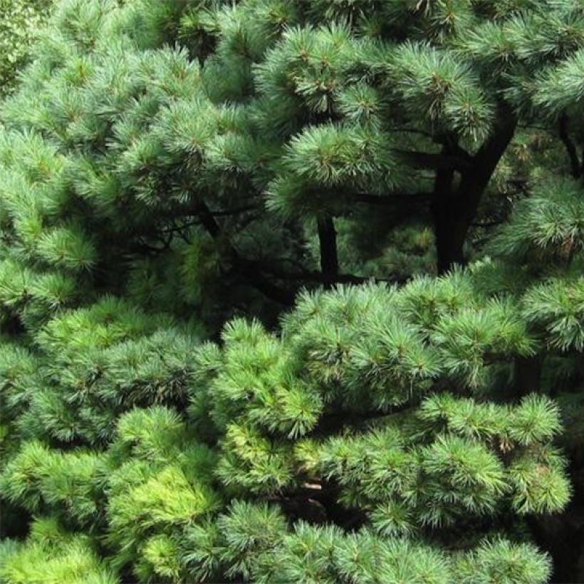 Pinus strobus Radiata - Pino strobo (Fogliame)