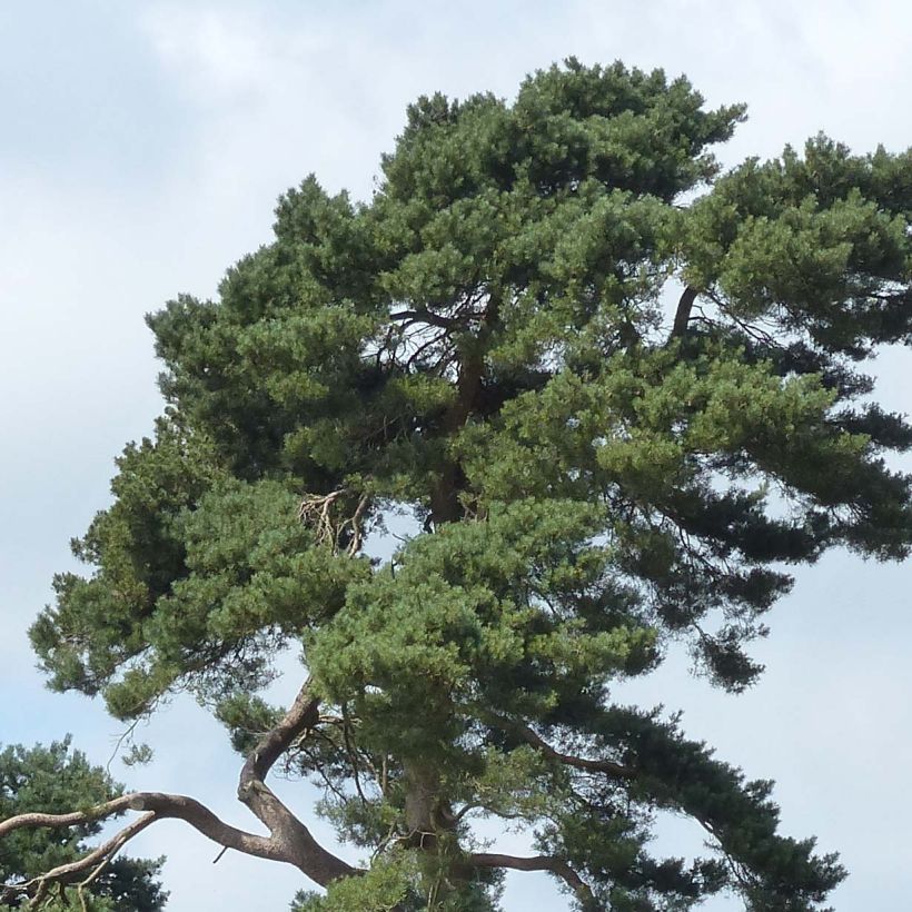 Pinus sylvestris - Pino silvestre (Fogliame)