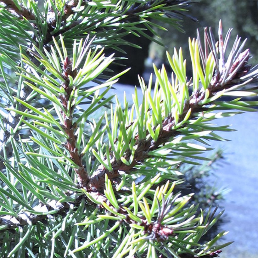 Pinus sylvestris Doone Valley - Pino silvestre (Fogliame)