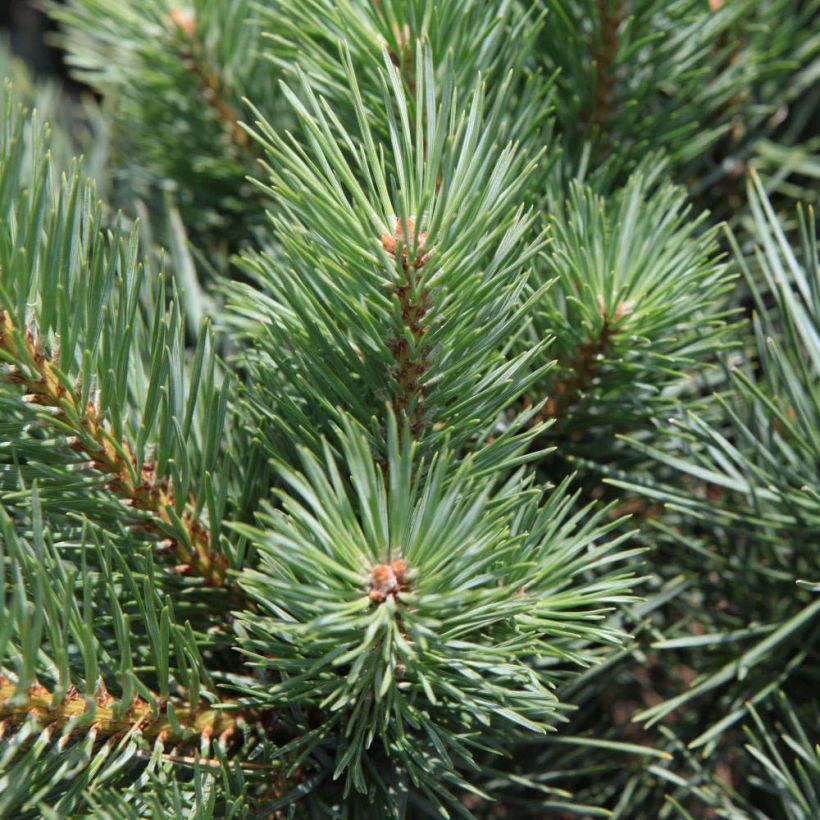 Pinus sylvestris Watereri - Pino silvestre (Fogliame)