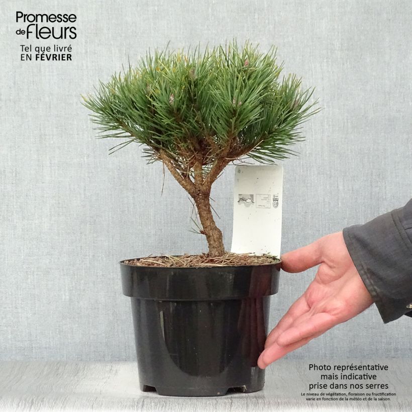 Pinus sylvestris Watereri - Pin sylvestre Pot de 2L/3L esemplare consegnato in inverno