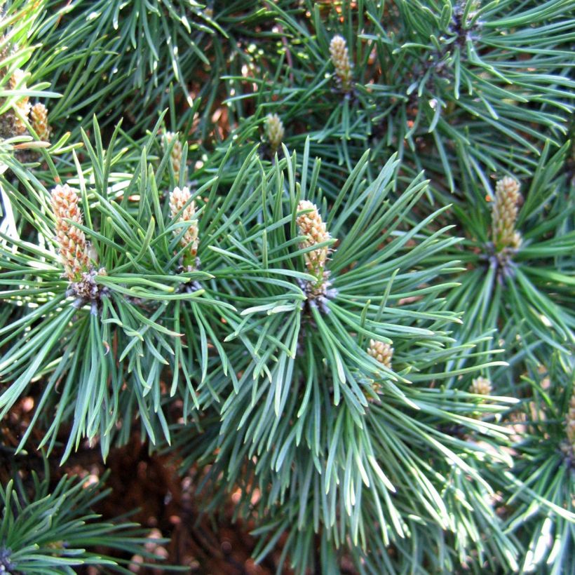 Pinus mugo Gnom (Raccolta)