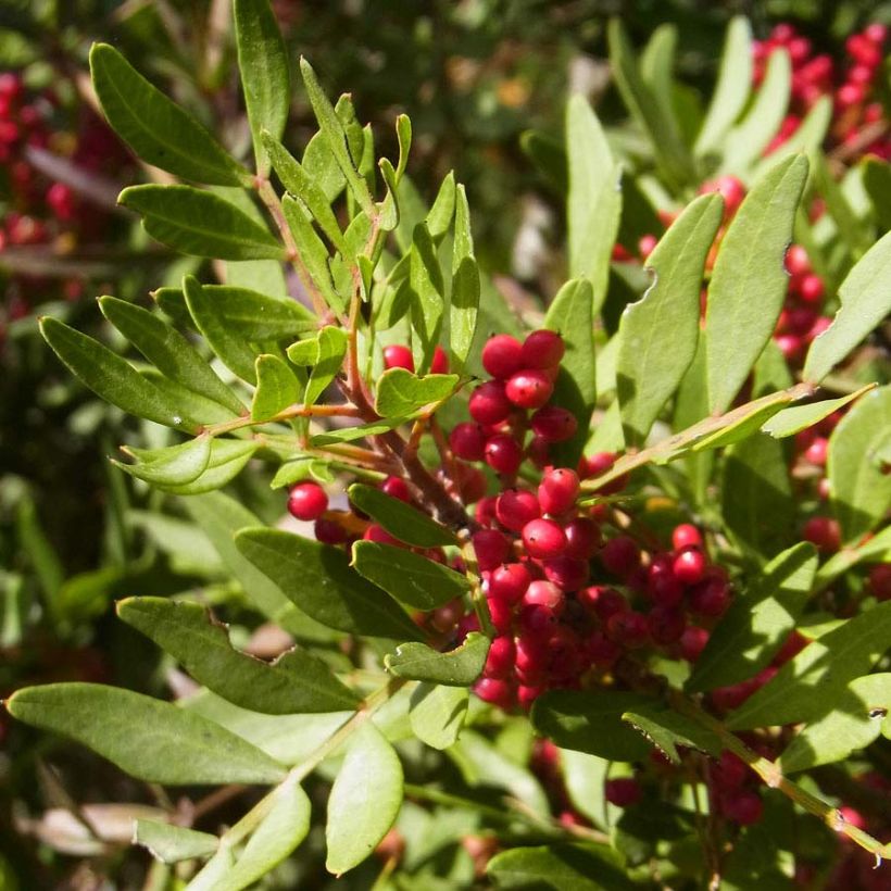 Pistacia lentiscus - Lentisco (Fogliame)