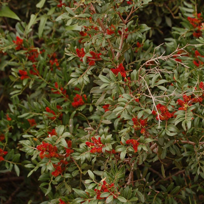 Pistacia lentiscus - Lentisco (Fioritura)