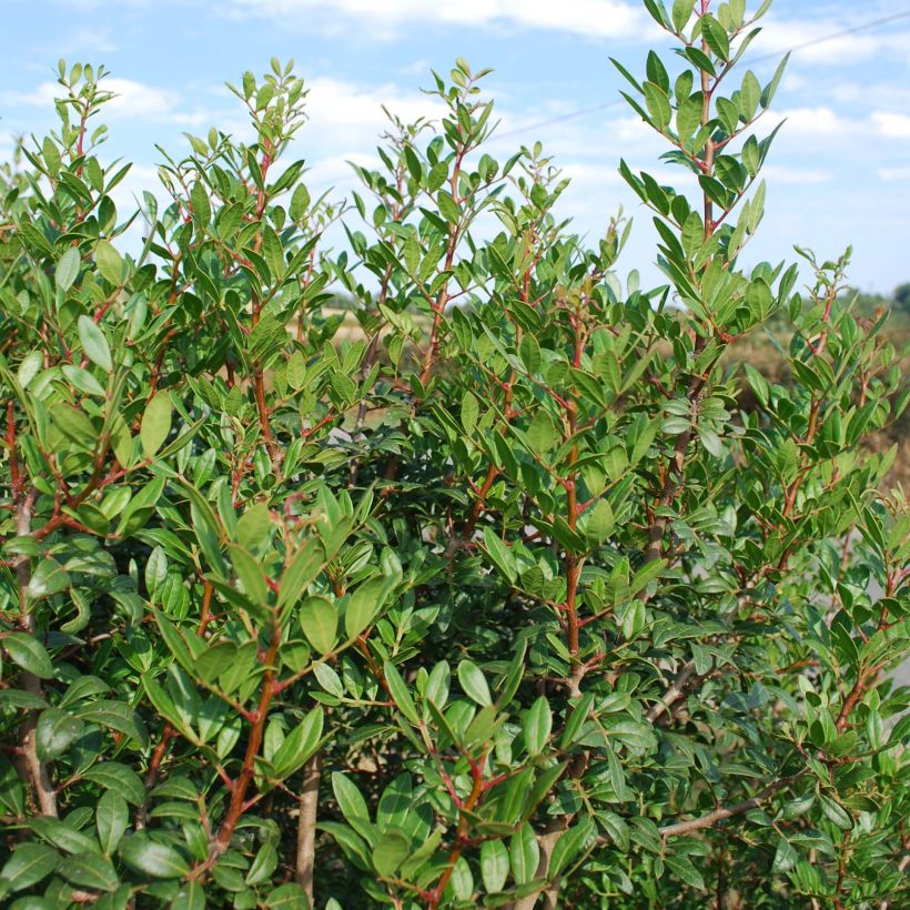 Pistacia lentiscus - Lentisco (Porto)