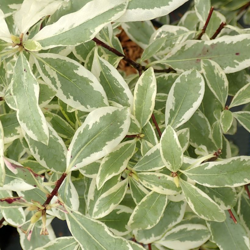 Pittosporum eugenoides Variegatum (Fogliame)