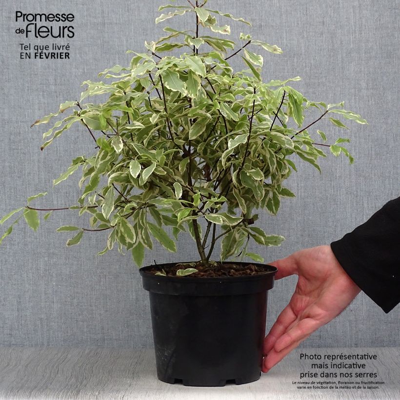 Pittosporum eugenoides Variegatum Pot de 3L/4L esemplare consegnato in inverno