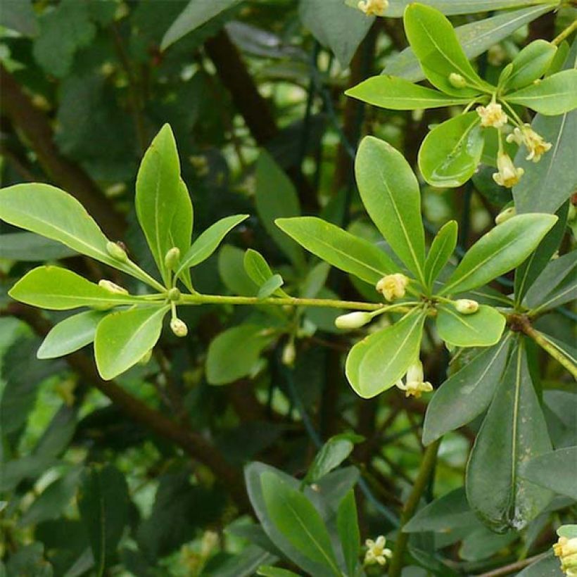 Pittosporum heterophyllum (Fogliame)