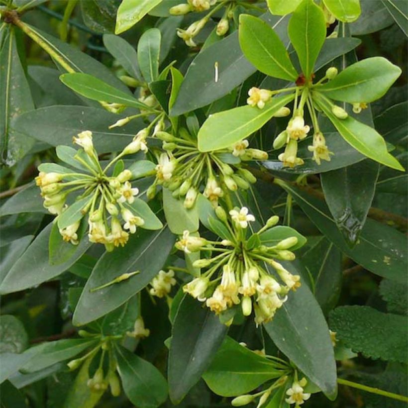 Pittosporum heterophyllum (Fioritura)