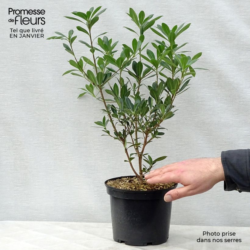 Pittosporum heterophyllum - Oranger de Chine Pot de 2L/3L esemplare consegnato in inverno