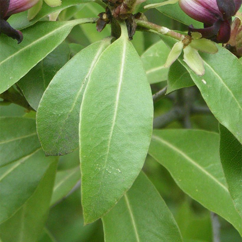 Pittosporum tenuifolium - Pitosforo (Fogliame)