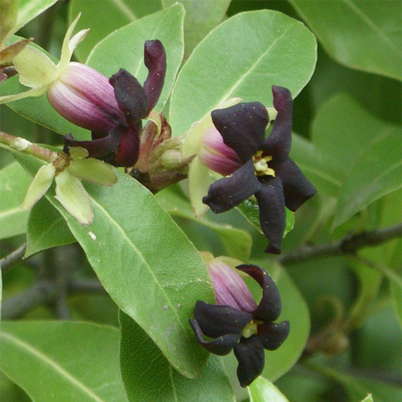 Pittosporum tenuifolium - Pitosforo (Fioritura)