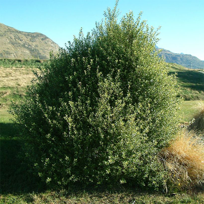 Pittosporum tenuifolium - Pitosforo (Porto)