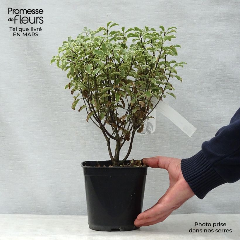 Pittosporum tenuifolium Pot de 2L/3L esemplare consegnato in primavera