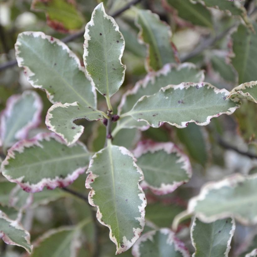 Pittosporum tenuifolium Elisabeth (Fogliame)