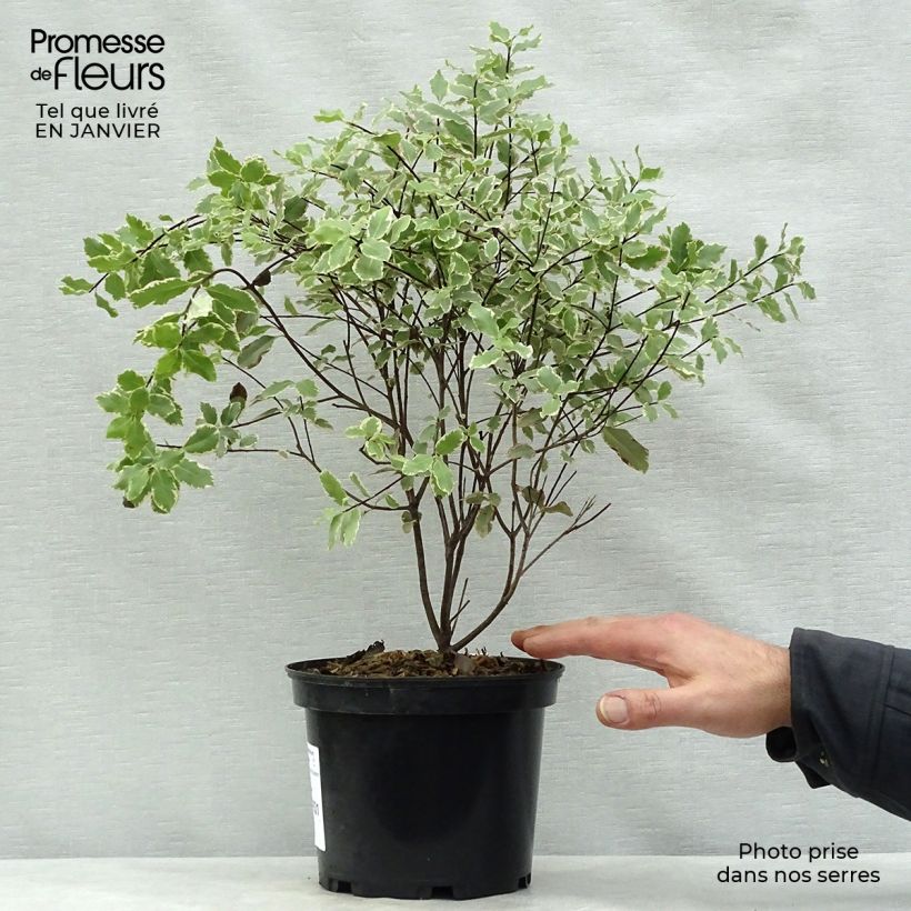 Pittosporum tenuifolium Elisabeth Pot de 2L/3L esemplare consegnato in inverno