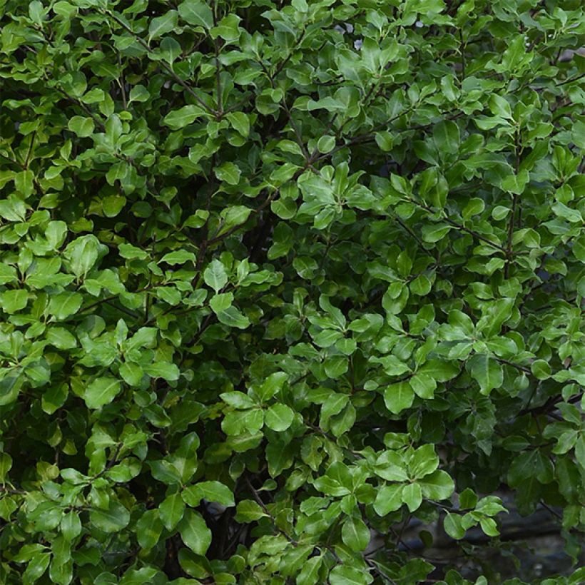 Pittosporum tenuifolium Emerald Dome (Fogliame)