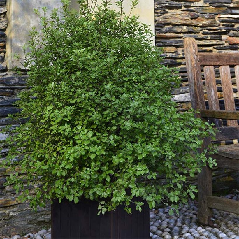 Pittosporum tenuifolium Emerald Dome (Porto)