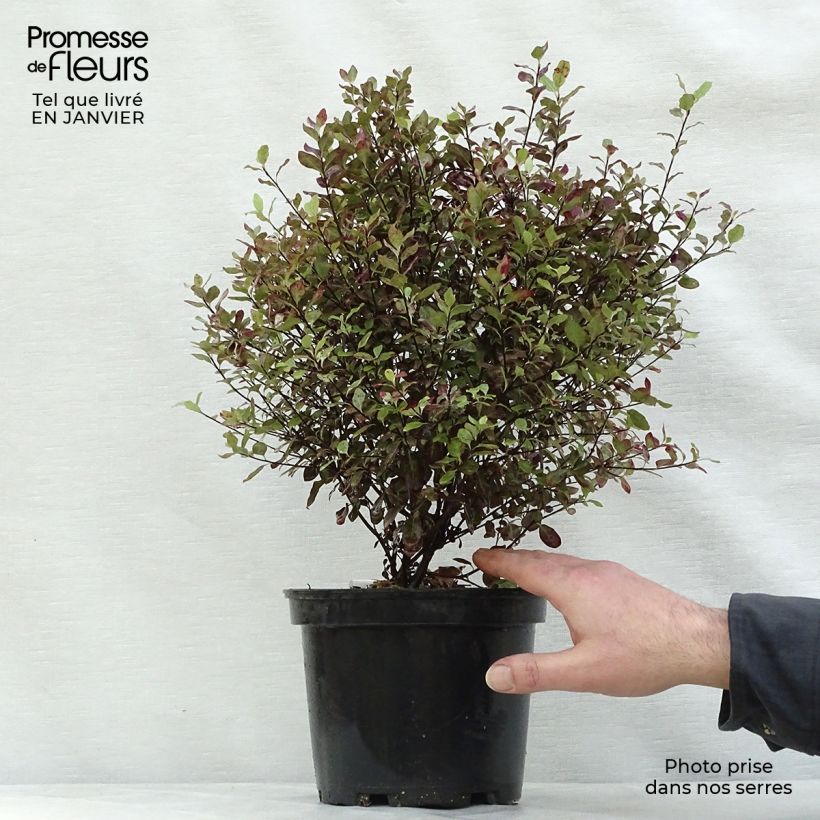 Pittosporum tenuifolium Emerald Dome Pot de 2L/3L esemplare consegnato in inverno