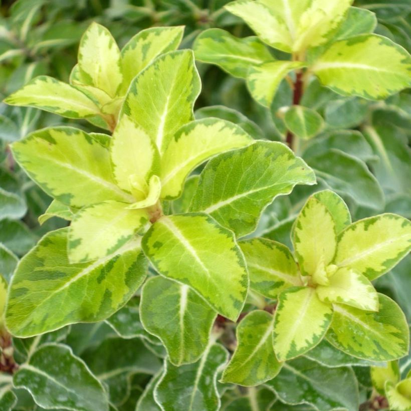 Pittosporum tenuifolium Gold Star (Fogliame)