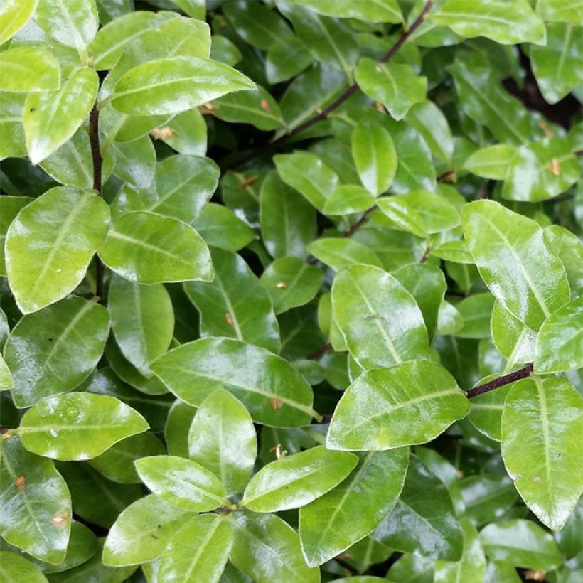 Pittosporum tenuifolium Golf ball (Fogliame)