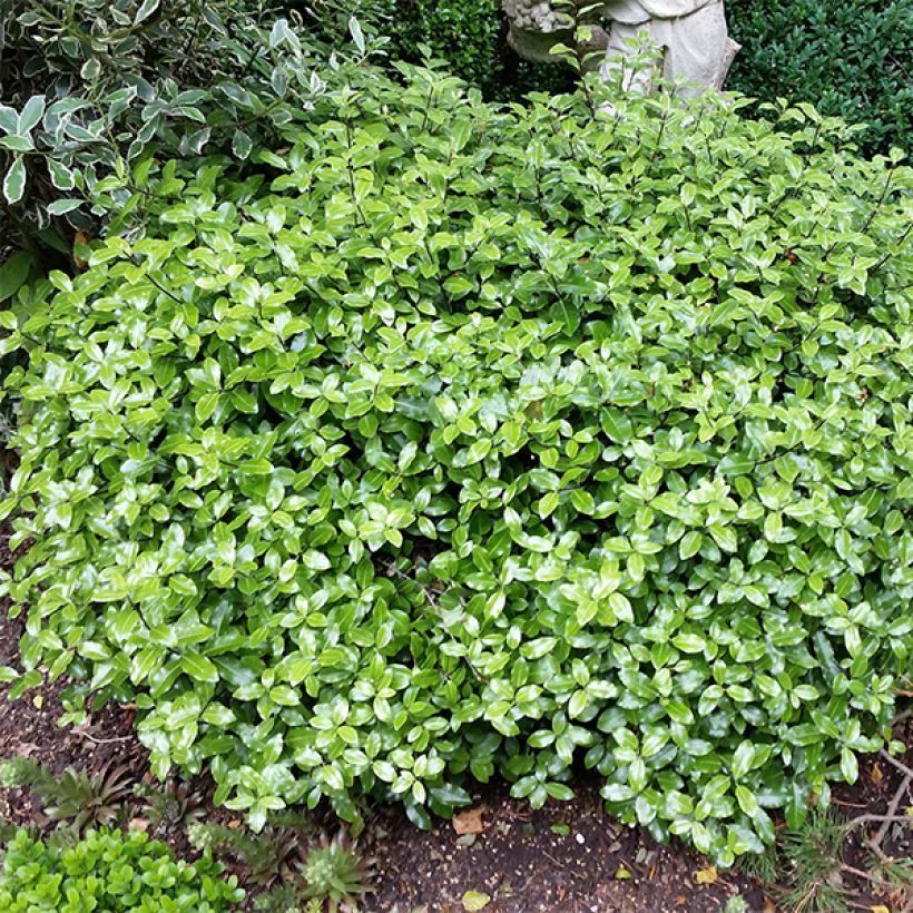 Pittosporum tenuifolium Golf ball (Porto)