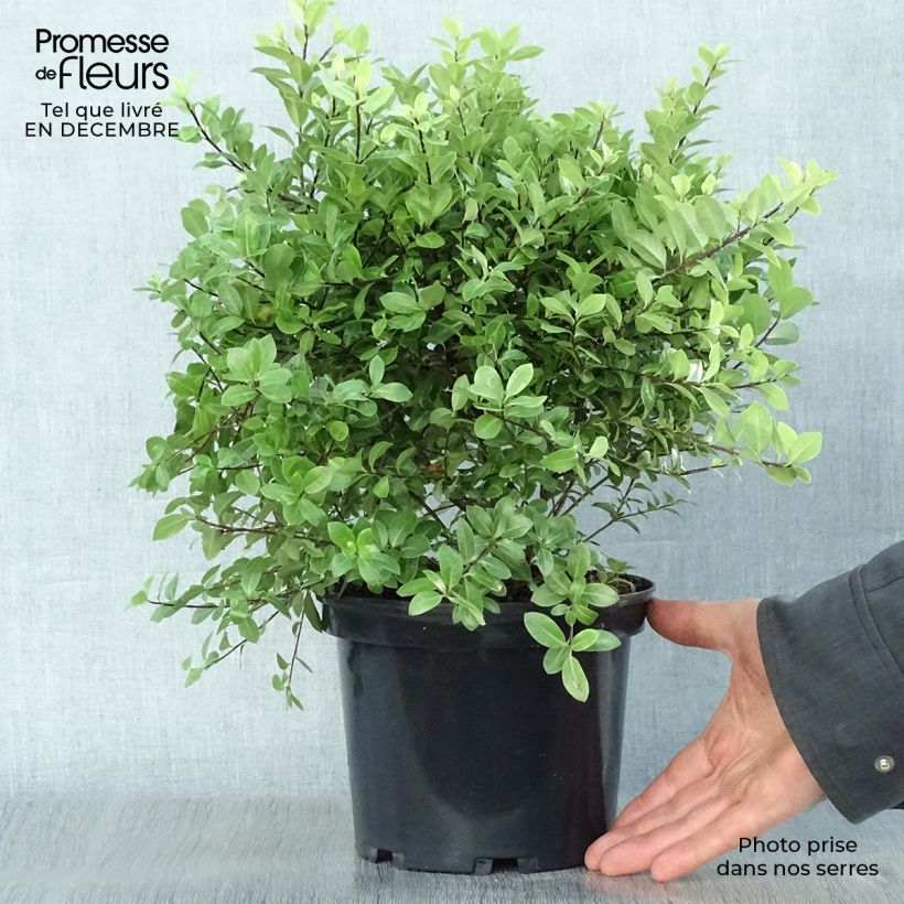 Pittosporum tenuifolium Golf ball - Pittosporum à petites feuilles Pot de 2L/3L esemplare consegnato in inverno