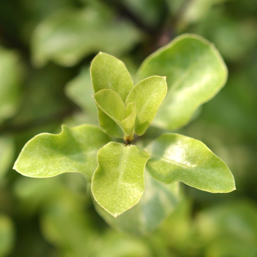 Pittosporum tenuifolium Green elf (Fogliame)