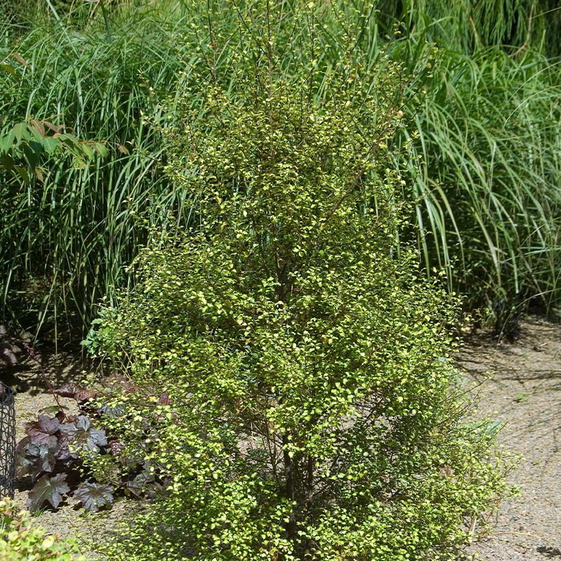 Pittosporum tenuifolium Green elf (Porto)