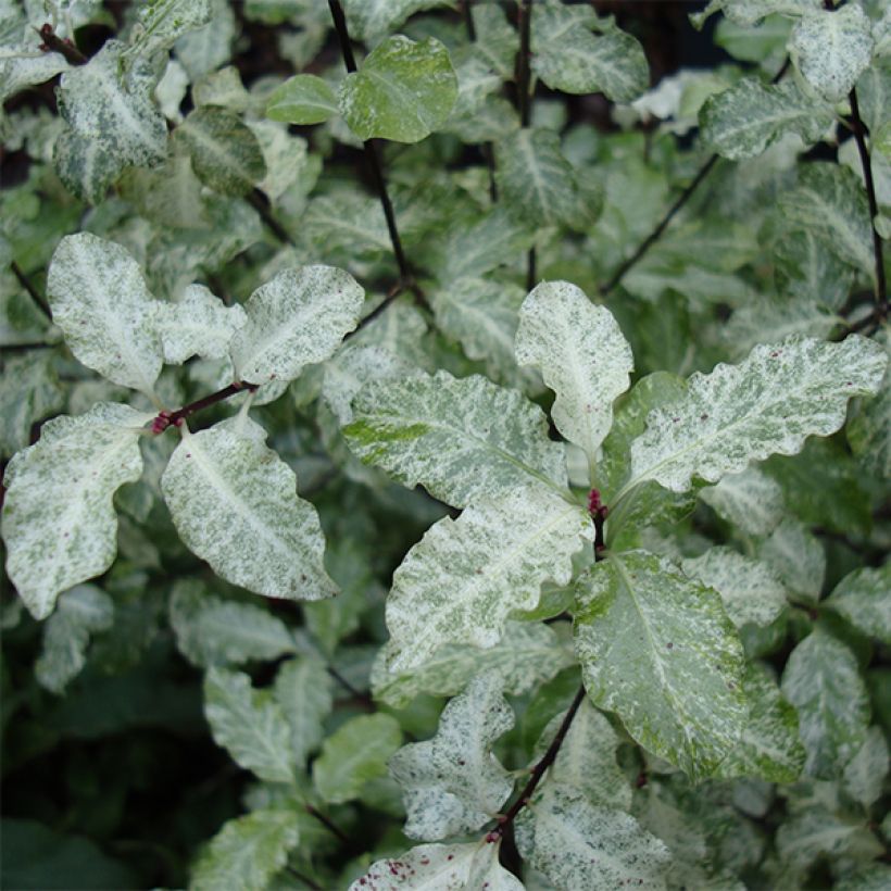 Pittosporum tenuifolium Irene Patterson (Fogliame)