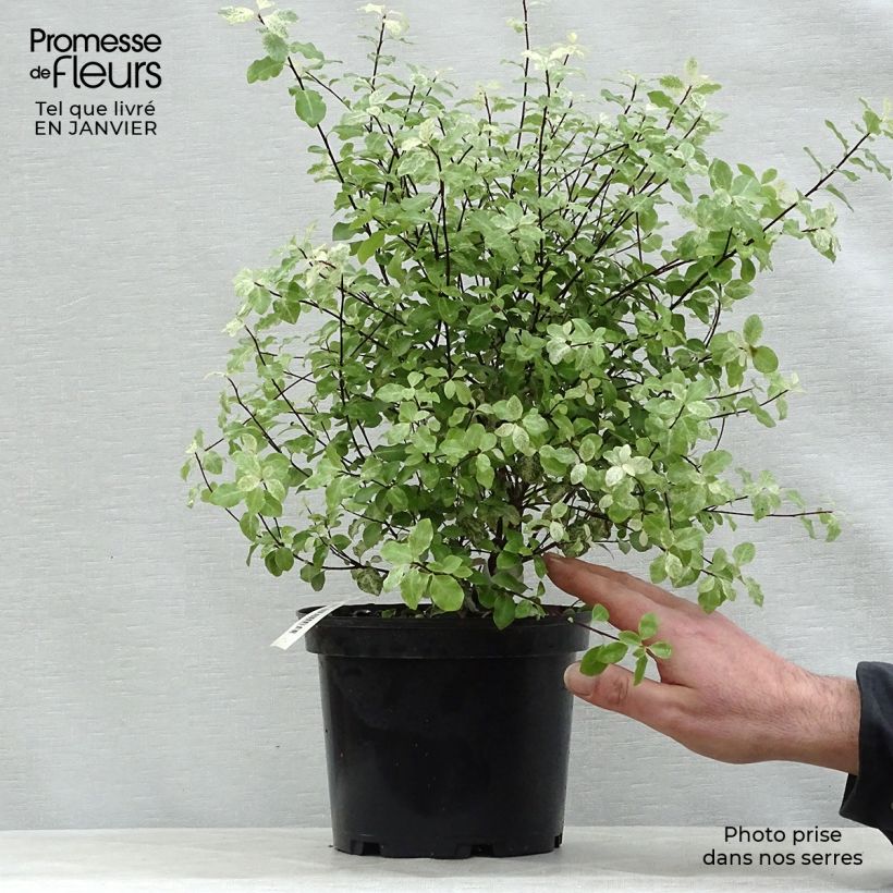 Pittosporum tenuifolium Irene Patterson Pot de 2L/3L esemplare consegnato in inverno