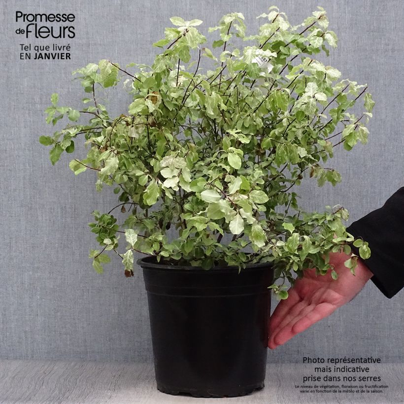 Pittosporum tenuifolium Irene Patterson pot de 4L/5L esemplare consegnato in inverno