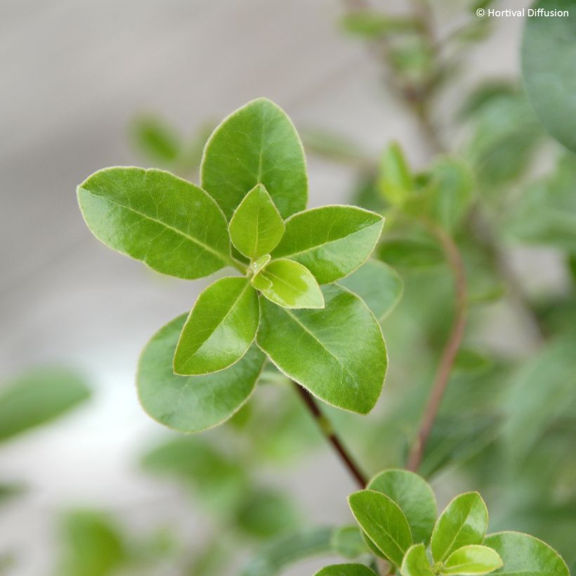 Pittosporum tenuifolium Irish Luck (Fogliame)