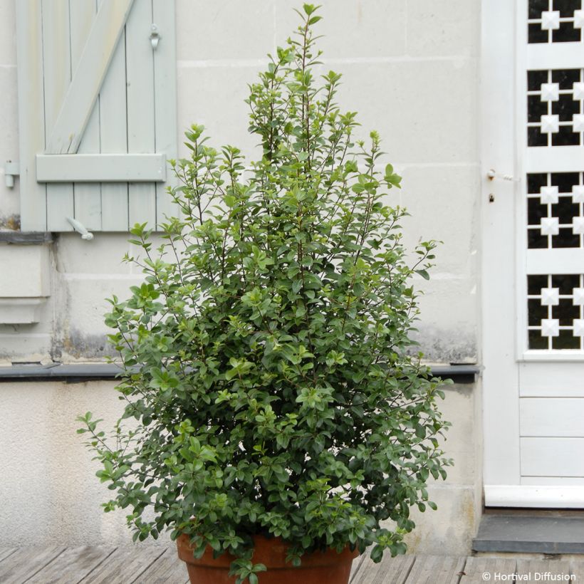 Pittosporum tenuifolium Irish Luck (Porto)