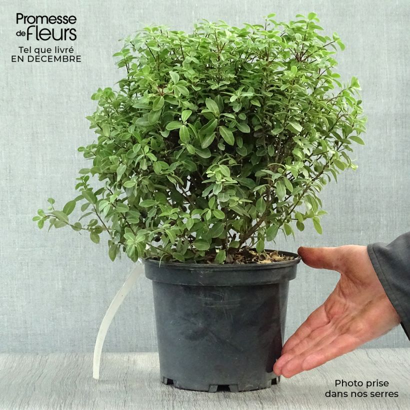 Pittosporum tenuifolium Midget Pot de 3L esemplare consegnato in inverno