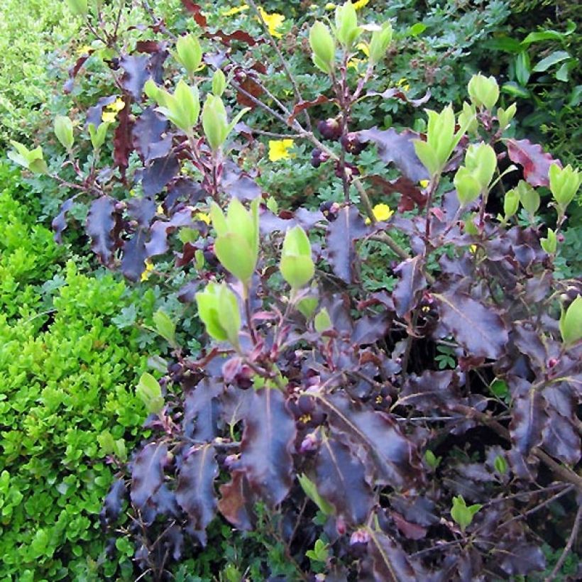 Pittosporum tenuifolium Purpureum (Fogliame)