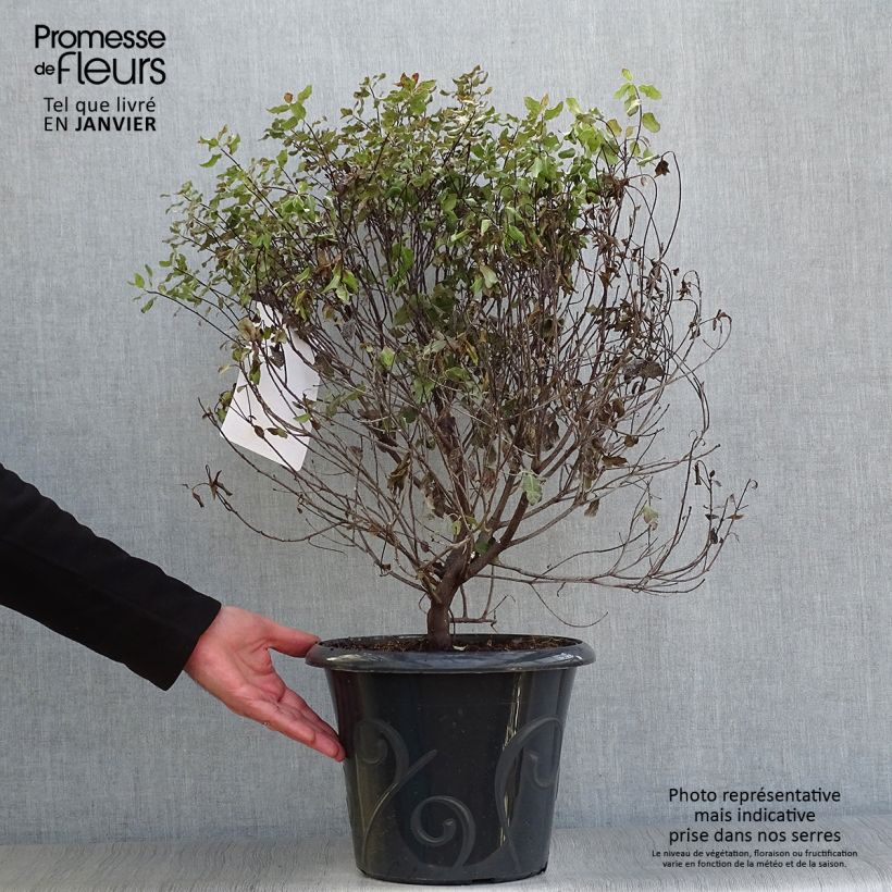 Pittosporum tenuifolium Purpureum - Pittosporum à petites feuilles Pot de 7,5L/10L esemplare consegnato in inverno