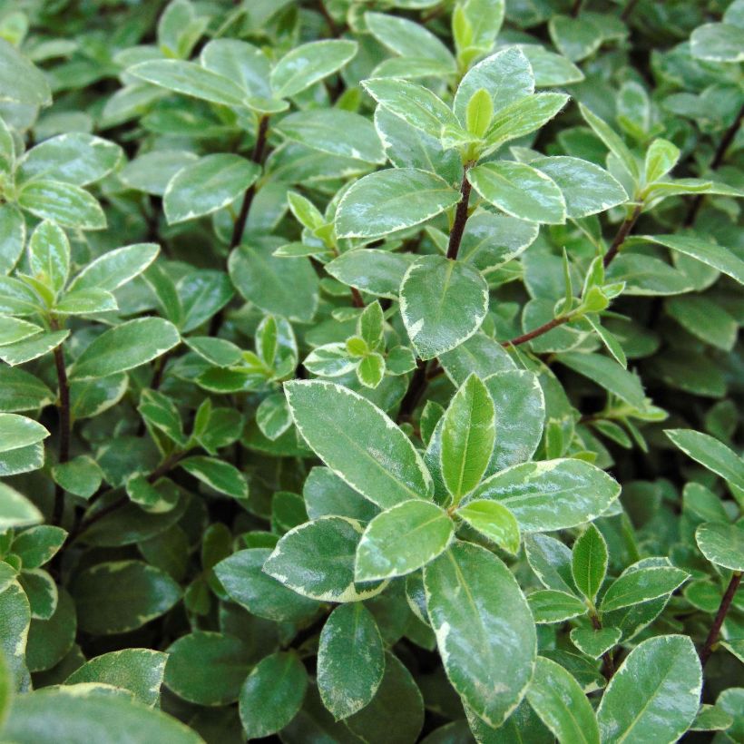 Pittosporum tenuifolium Silver Ball (Fogliame)