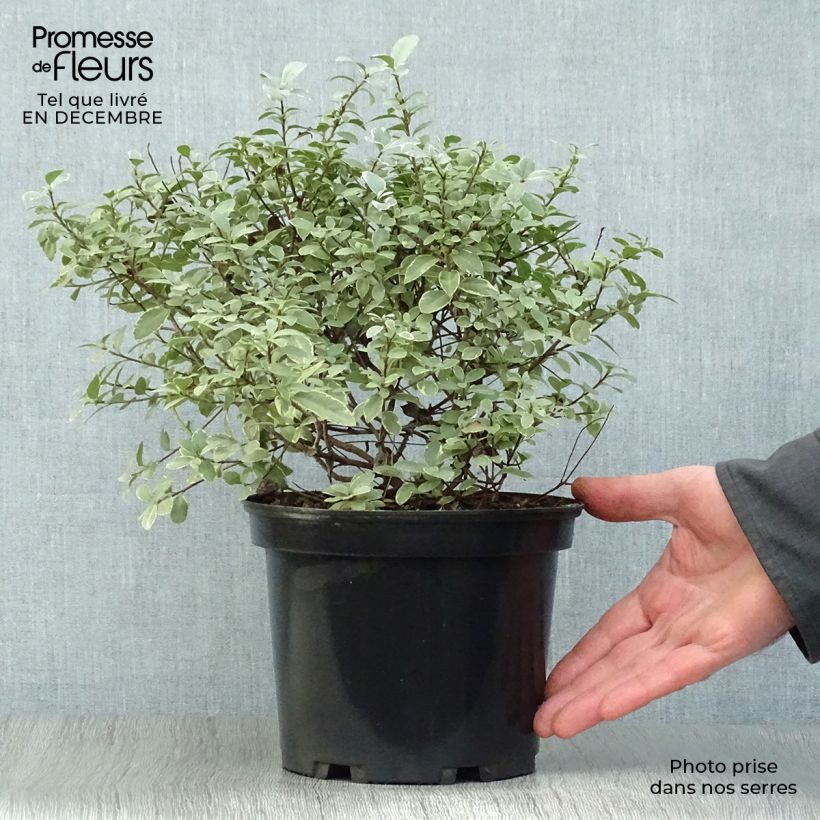 Pittosporum tenuifolium Silver Ball Pot de 2L/3L esemplare consegnato in inverno