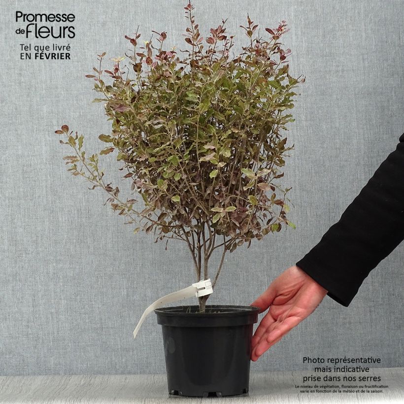 Pittosporum tenuifolium Tom Thumb - Pittosporum à petites feuilles Pot de 2L/3L esemplare consegnato in inverno