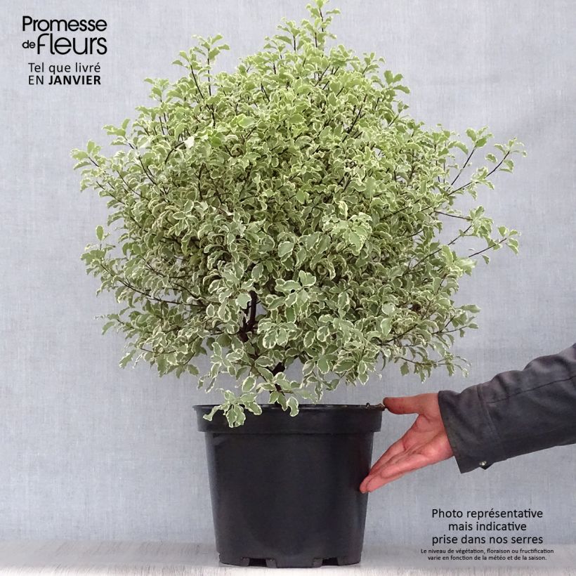 Pittosporum tenuifolium Variegatum pot de 10L esemplare consegnato in inverno