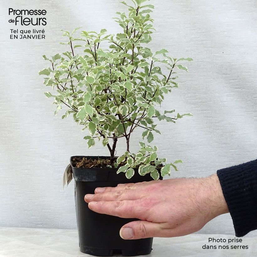 Pittosporum tenuifolium Variegatum pot de 2L esemplare consegnato in inverno