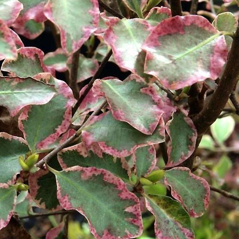 Pittosporum tenuifolium Victoria (Fogliame)