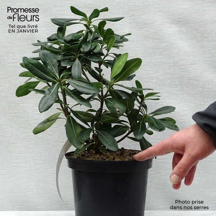 Pittosporum tobira 40/60cm en pot de 3L- Pittospore du Japon esemplare consegnato in inverno