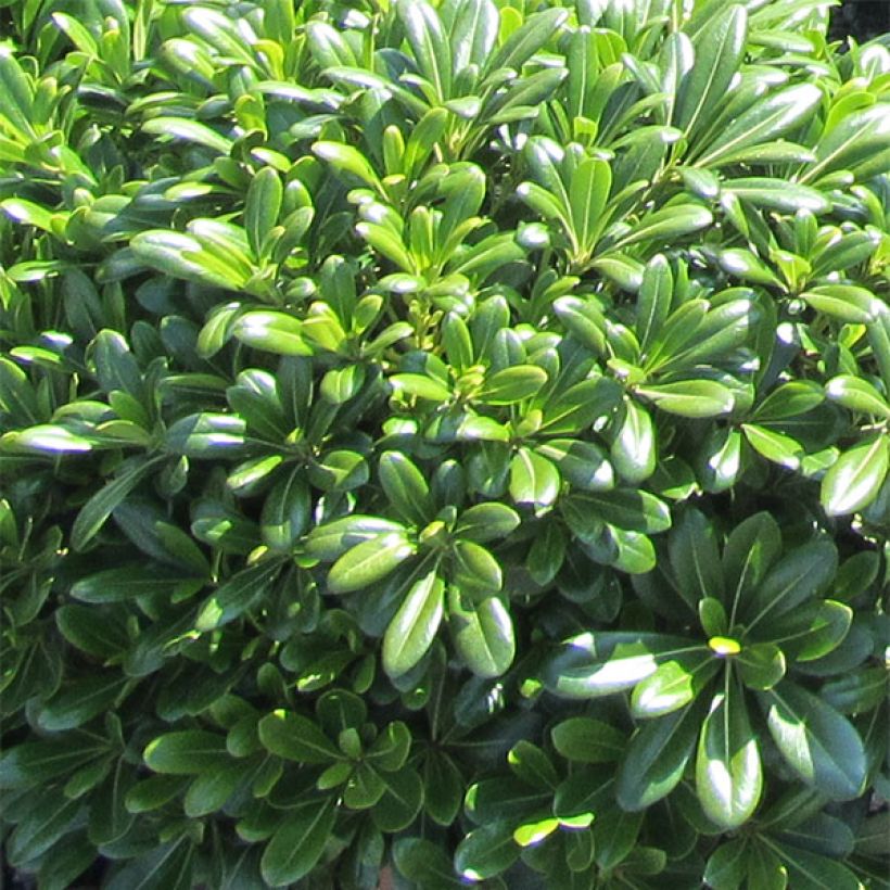 Pittosporum tobira Nanum (Fogliame)